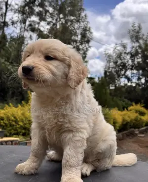 1-3 months Male Mixed Breed Goldendoodle