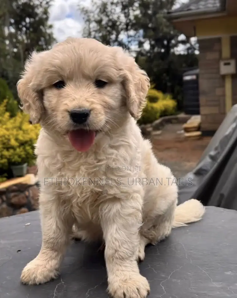 1-3 months Male Mixed Breed Goldendoodle