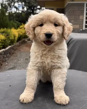 1-3 months Male Mixed Breed Goldendoodle