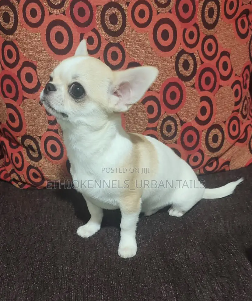3-6 months Male Purebred Chihuahua