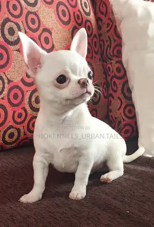 3-6 months Male Purebred Chihuahua