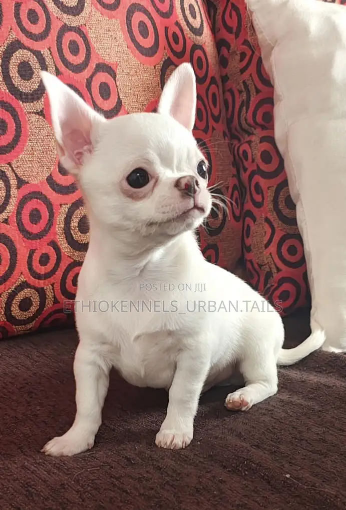 3-6 months Male Purebred Chihuahua