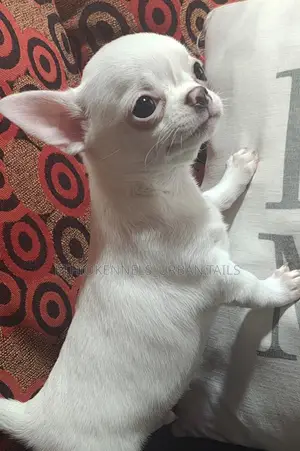 3-6 months Male Purebred Chihuahua