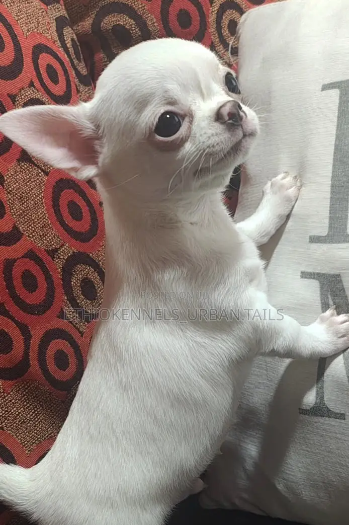 3-6 months Male Purebred Chihuahua