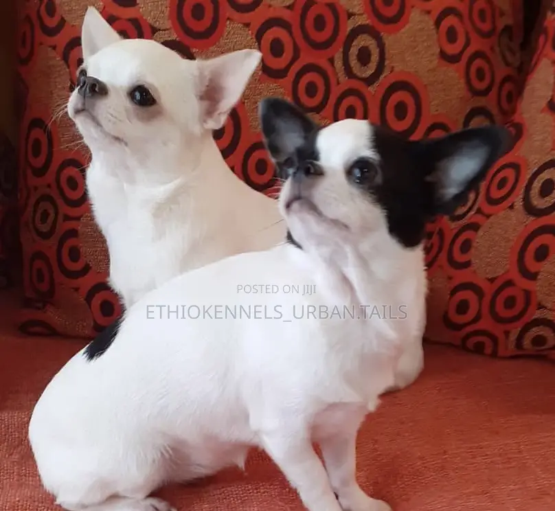 3-6 months Male Purebred Chihuahua