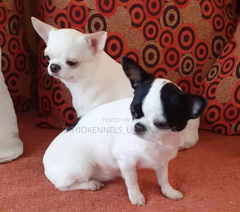 3-6 months Male Purebred Chihuahua