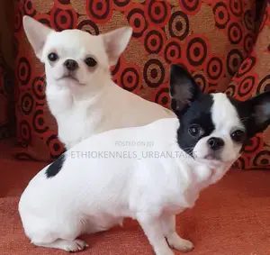 3-6 months Female Purebred Chihuahua