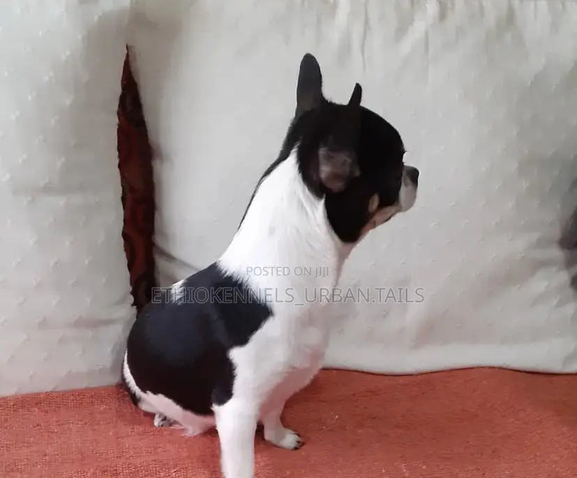 3-6 months Female Purebred Chihuahua