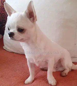 3-6 months Female Purebred Chihuahua