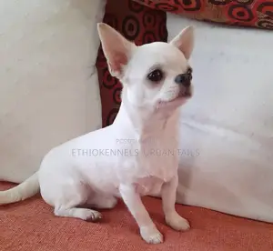 3-6 months Female Purebred Chihuahua