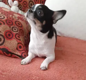 3-6 months Female Purebred Chihuahua