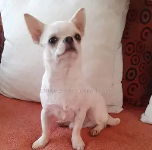 3-6 months Male Purebred Chihuahua