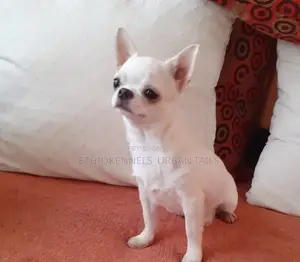 3-6 months Male Purebred Chihuahua
