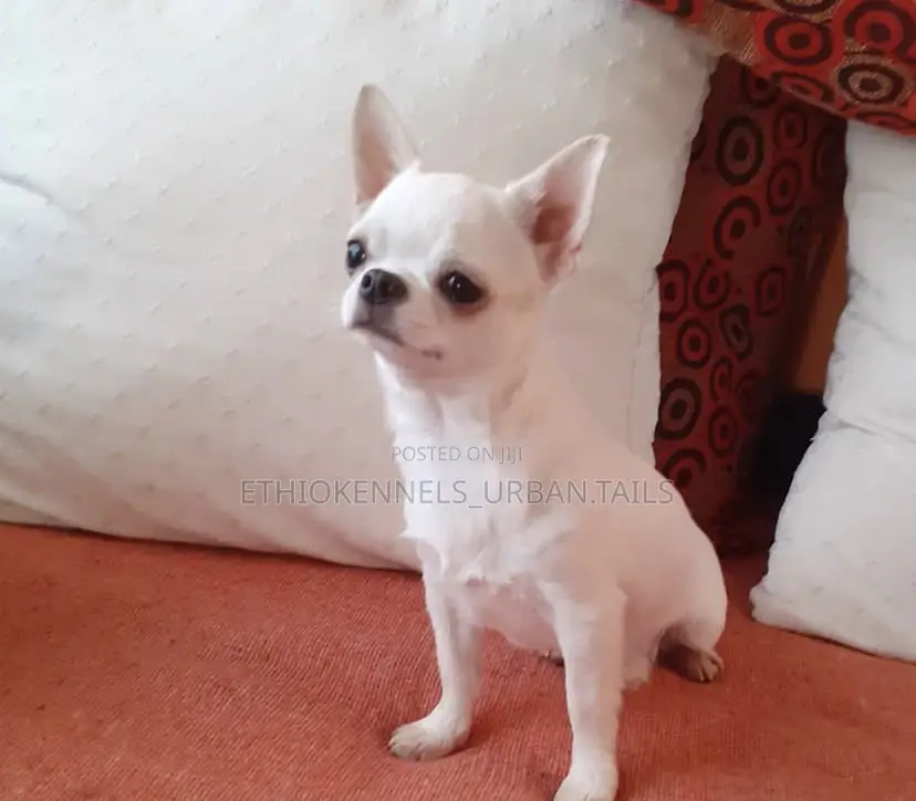 3-6 months Male Purebred Chihuahua