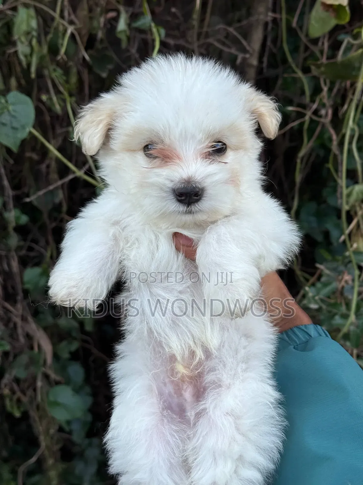 1-3 months Male Purebred Maltese