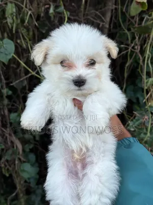 1-3 months Male Purebred Maltese