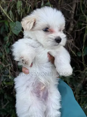 1-3 months Male Purebred Maltese