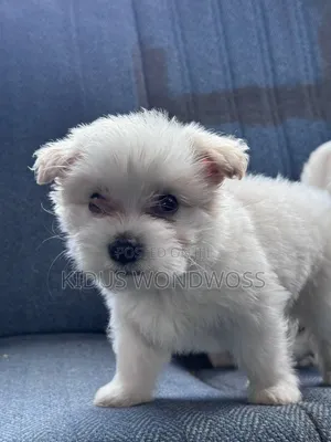 1-3 months Male Purebred Maltese