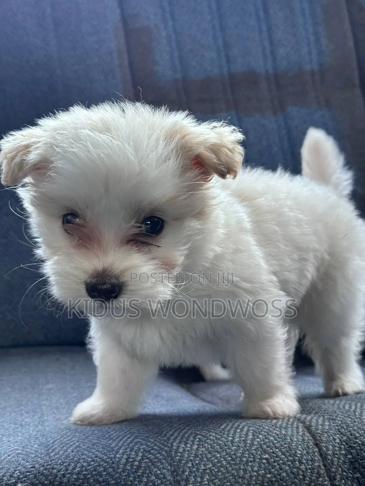 1-3 months Male Purebred Maltese