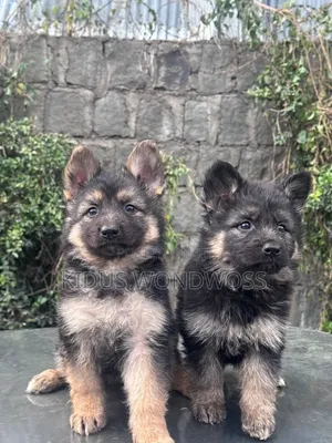 1-3 months Male Purebred German Shepherd