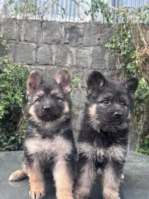 1-3 months Male Purebred German Shepherd