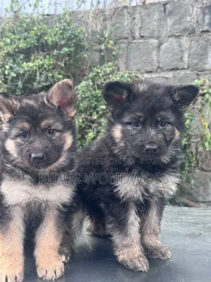 1-3 months Male Purebred German Shepherd