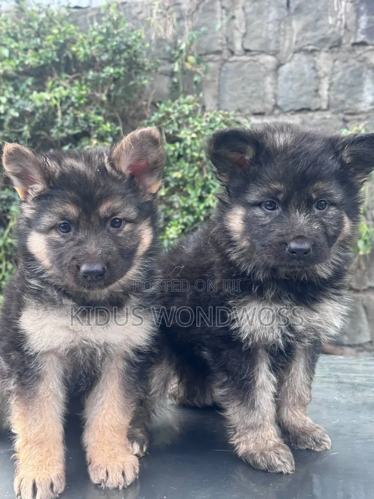 1-3 months Male Purebred German Shepherd