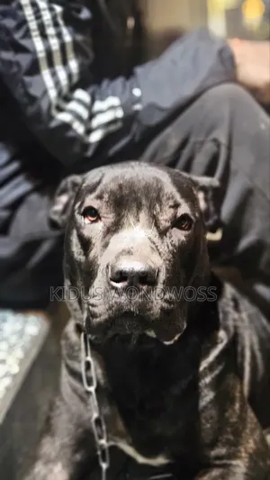 6-12 months Female Purebred Boerboel