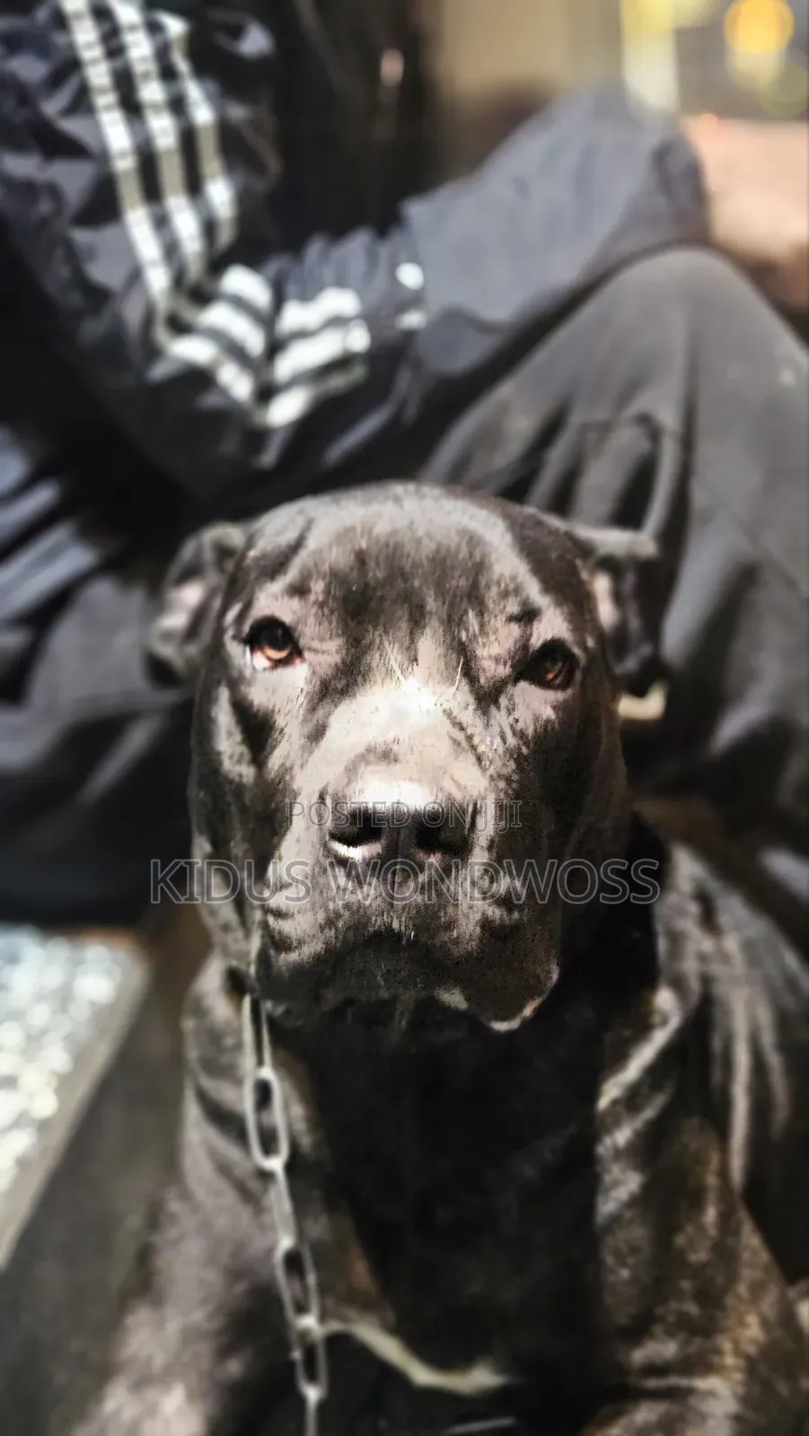 6-12 months Female Purebred Boerboel