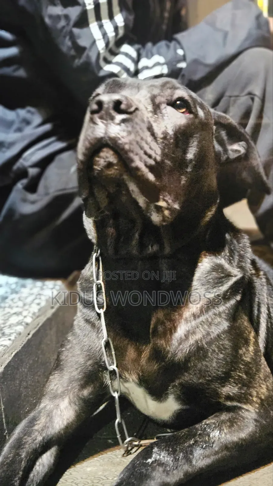 6-12 months Female Purebred Boerboel