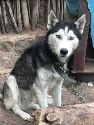 3-6 months Male Purebred Siberian Husky