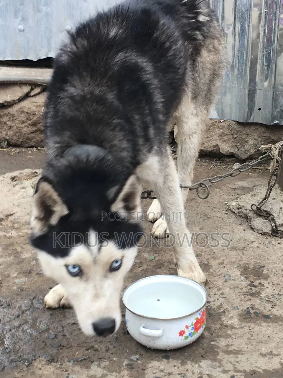 3-6 months Male Purebred Siberian Husky