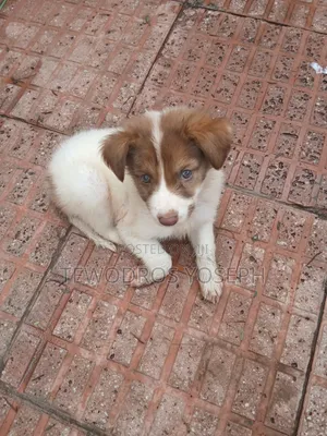 1-3 months Female Mixed Breed Border Collie