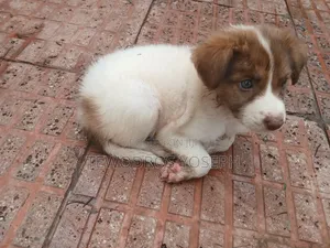 1-3 months Female Mixed Breed Border Collie