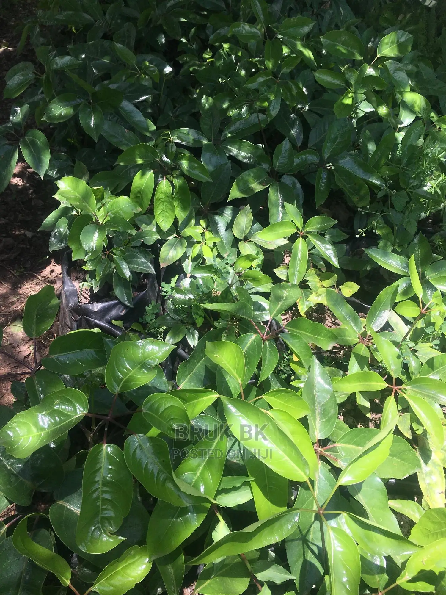 Ficus Variety Shiny Leafs