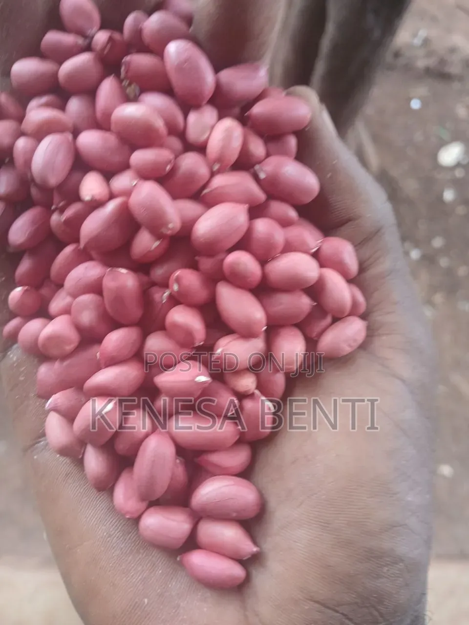 Peanut Groundnut