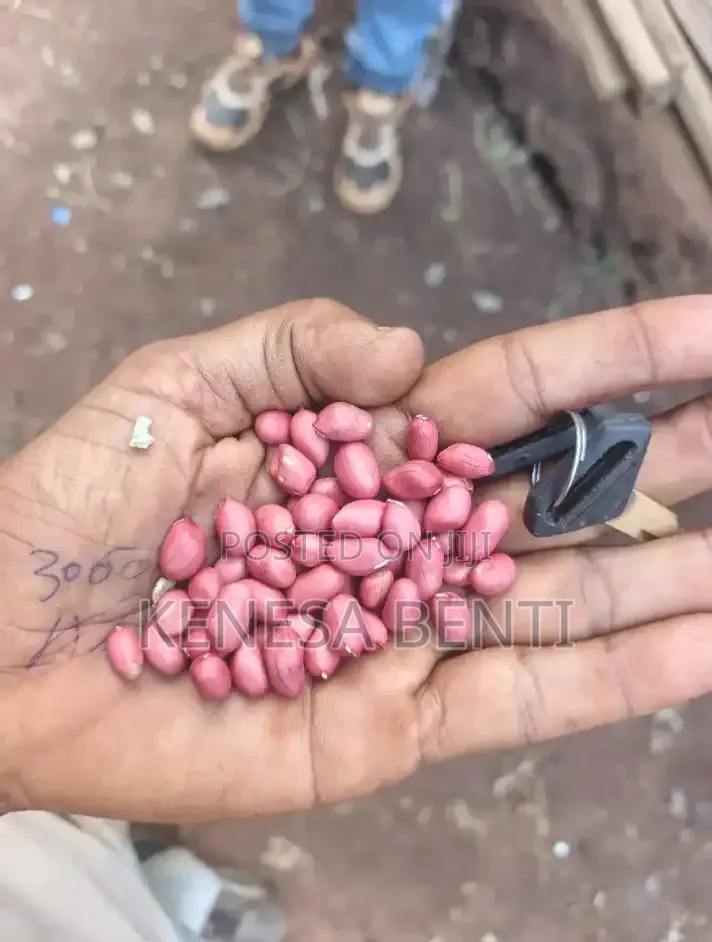 Peanut Groundnut
