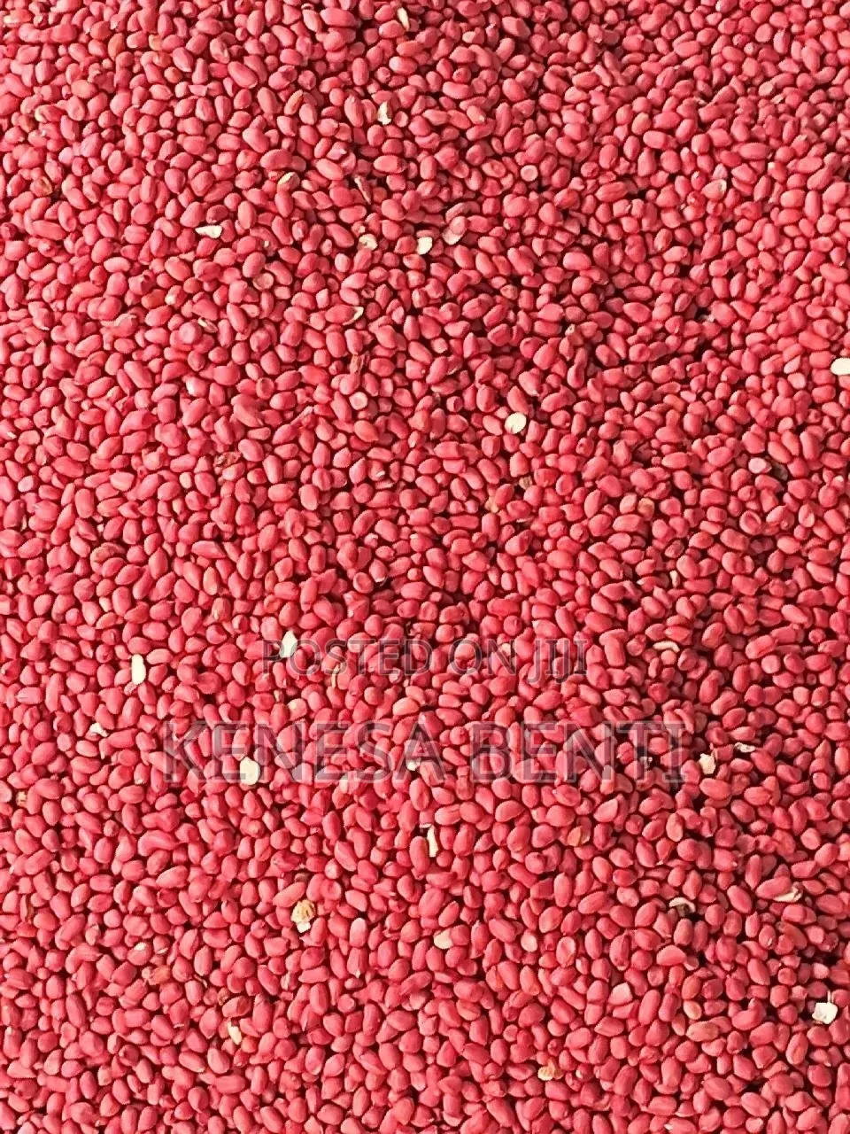 Peanut Groundnut