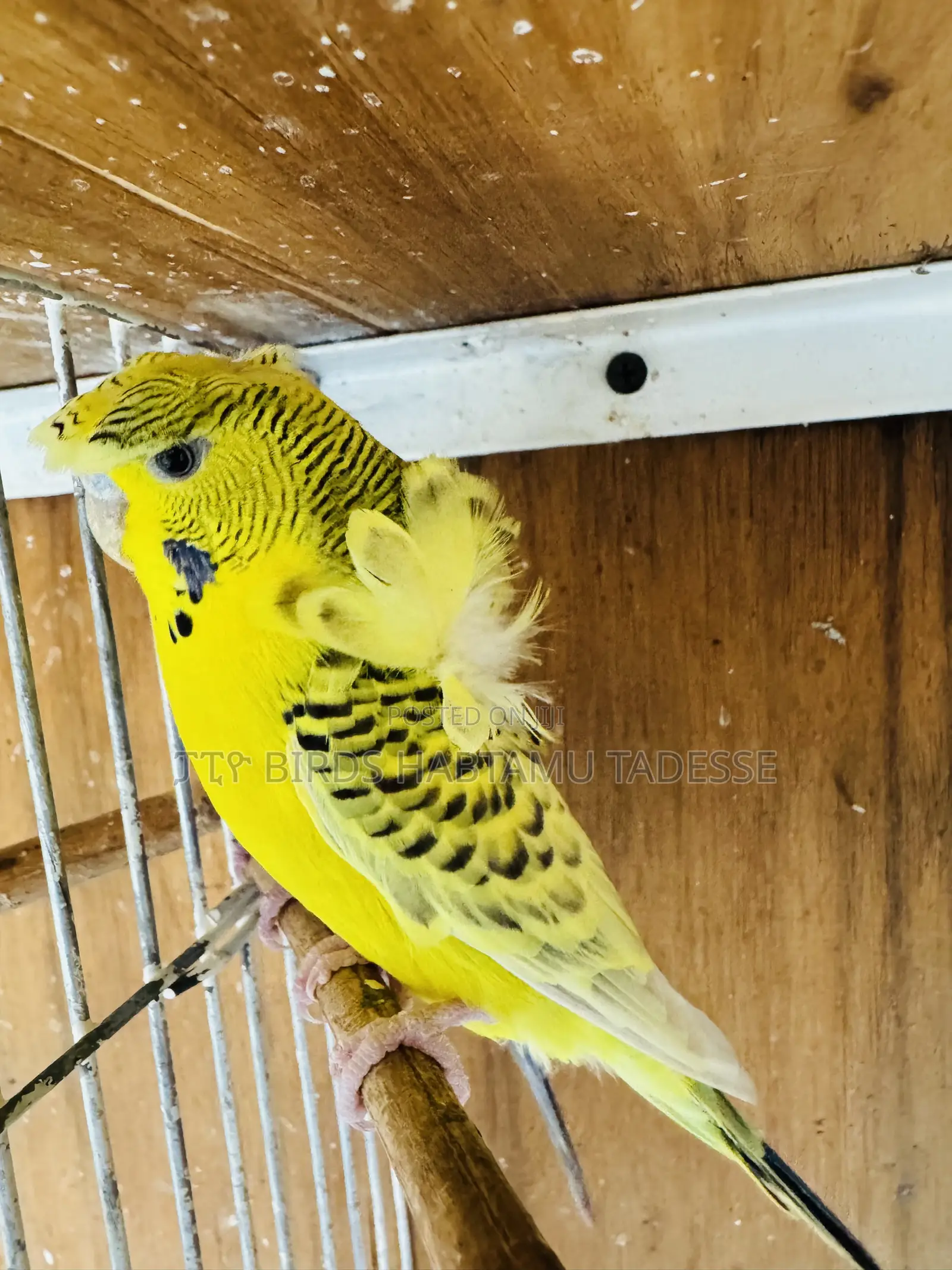 Parrots for Indoor and Outdoor