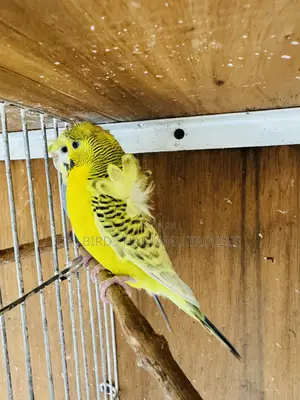 Parrots for Indoor and Outdoor