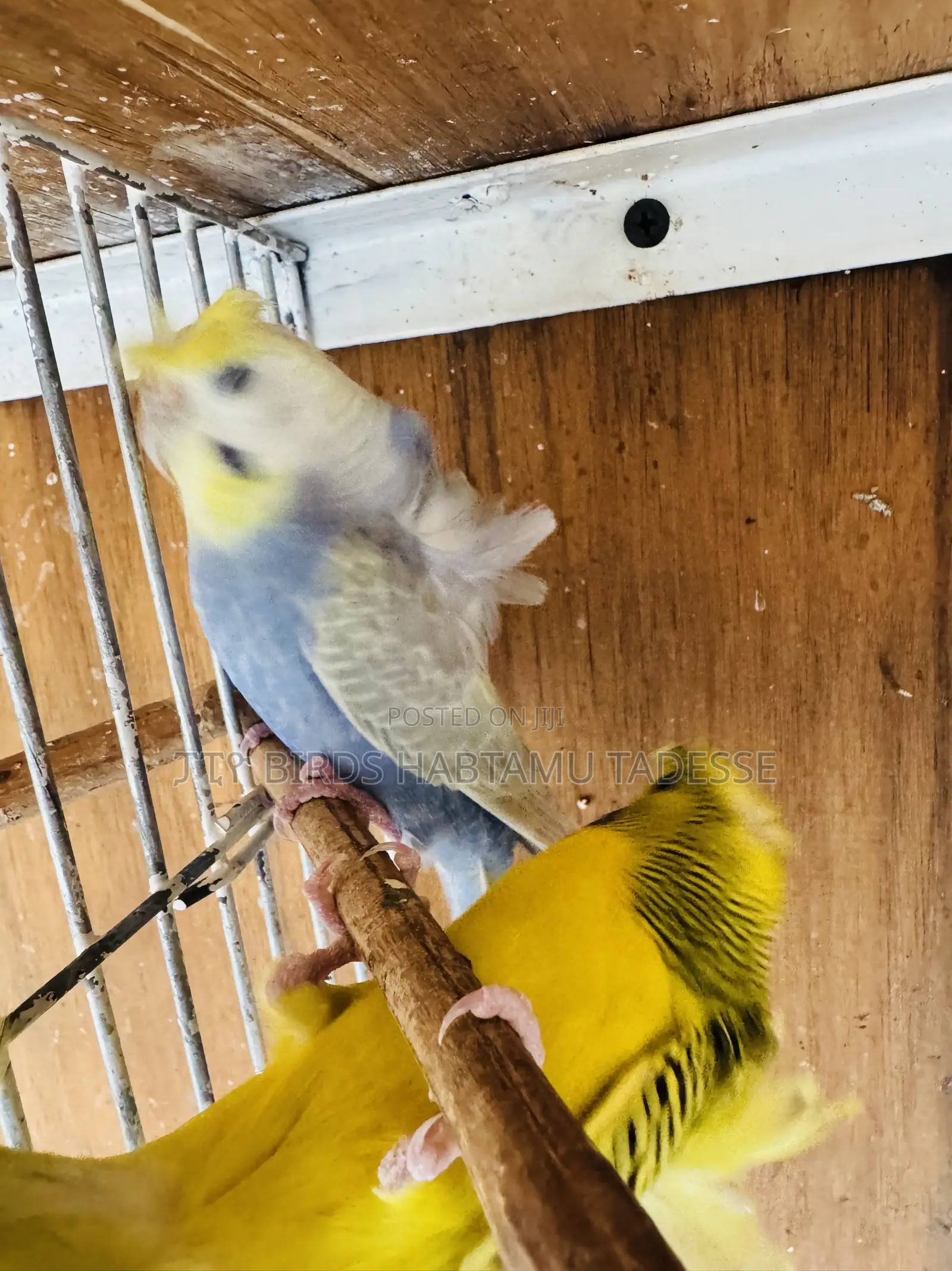 Parrots for Indoor and Outdoor