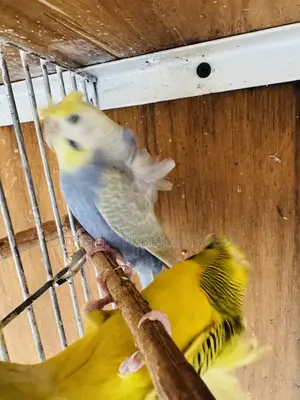 Parrots for Indoor and Outdoor