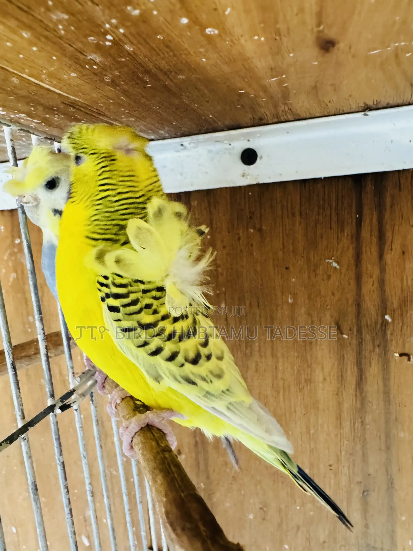 Parrots for Indoor and Outdoor