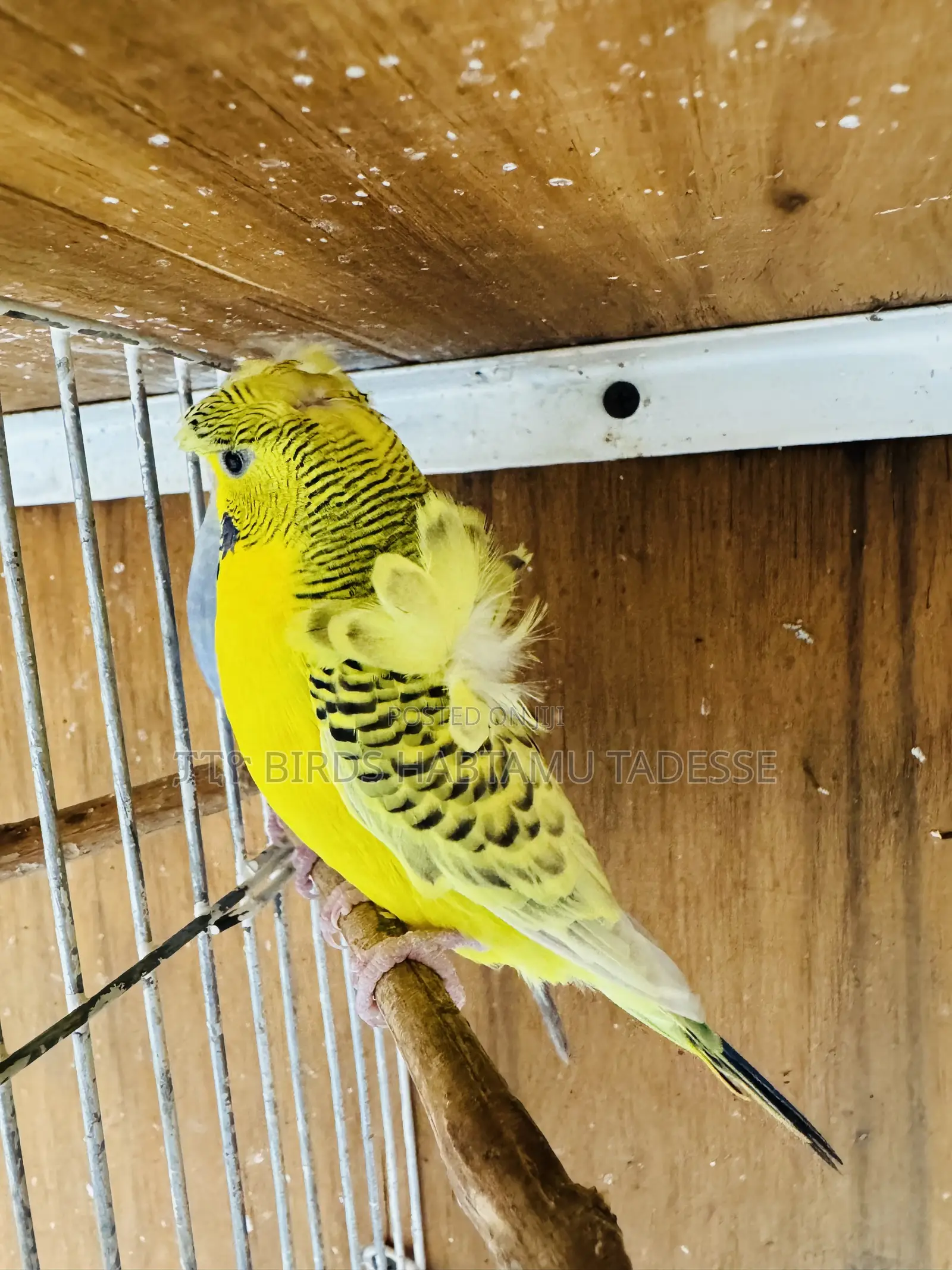 Parrots for Indoor and Outdoor