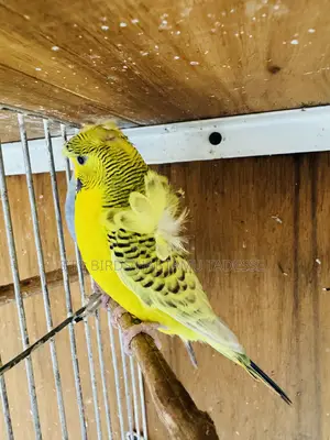 Parrots for Indoor and Outdoor