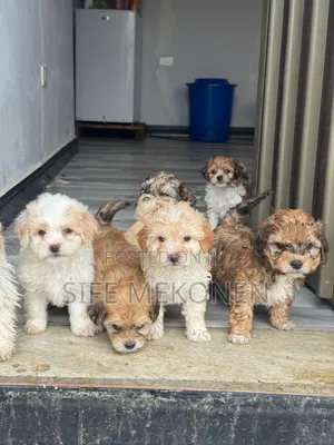 1-3 months Male Purebred Maltipoo