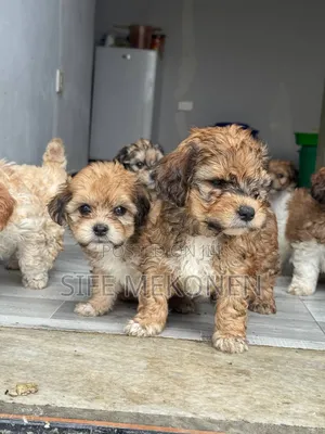 1-3 months Male Purebred Maltipoo