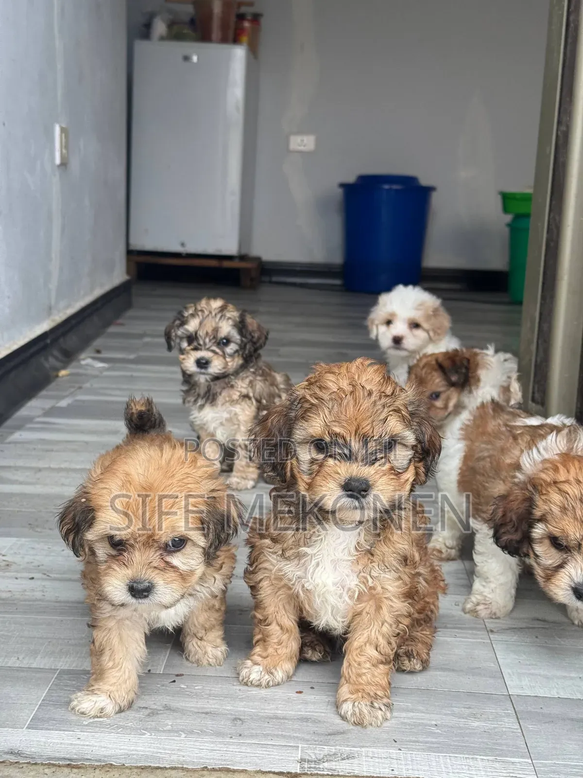 1-3 months Male Purebred Maltipoo