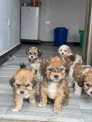 1-3 months Male Purebred Maltipoo