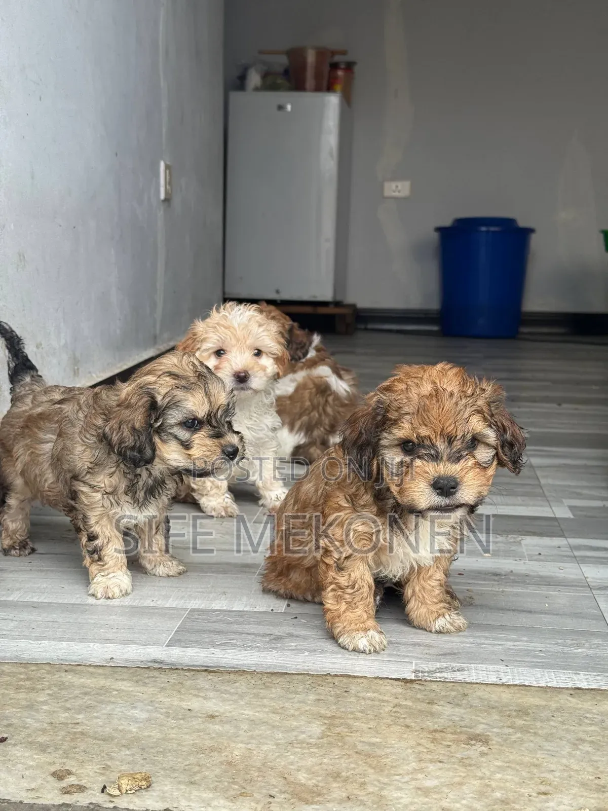 1-3 months Male Purebred Maltipoo